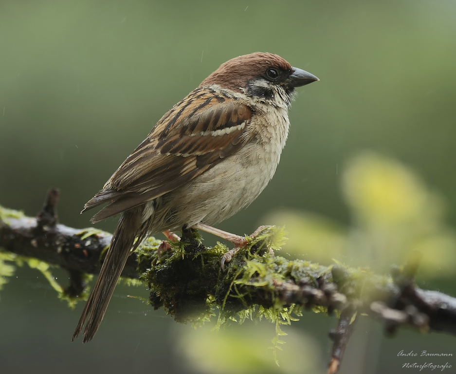 Spatz`l im Regen