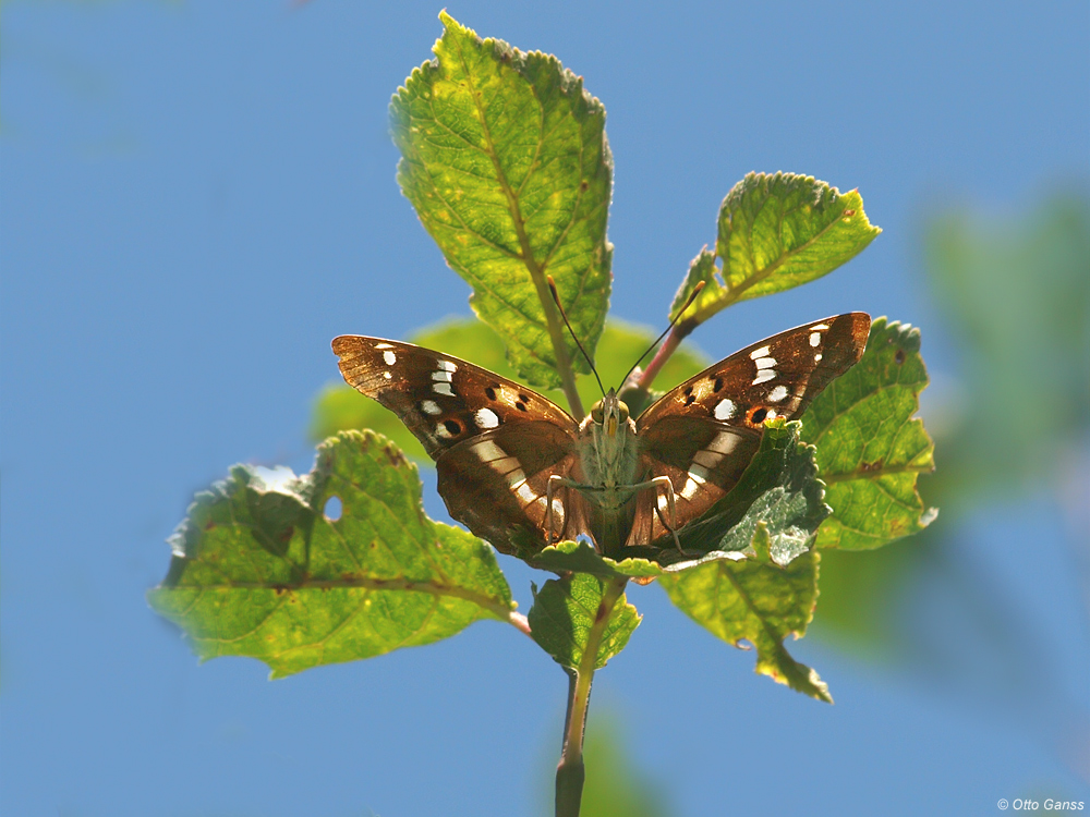 Kleiner Schillerfalter