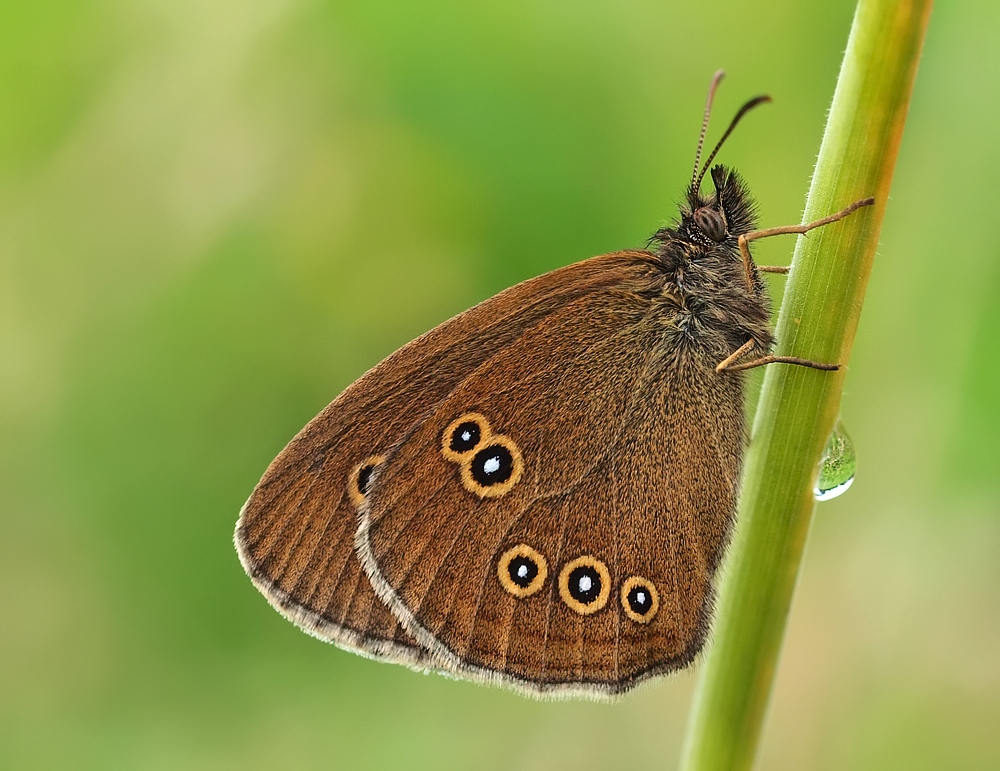 Aphantopus hyperantus II