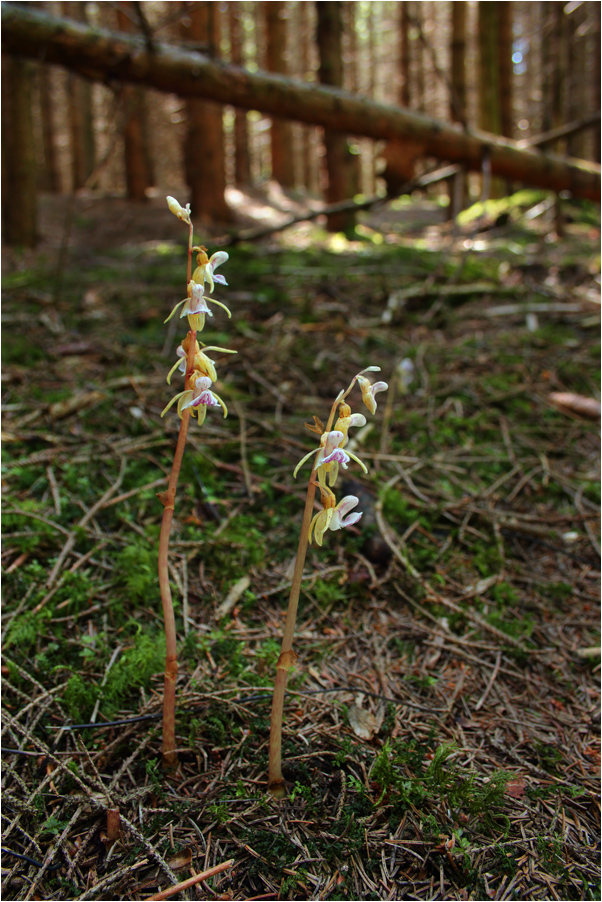 Epipogium aphyllum