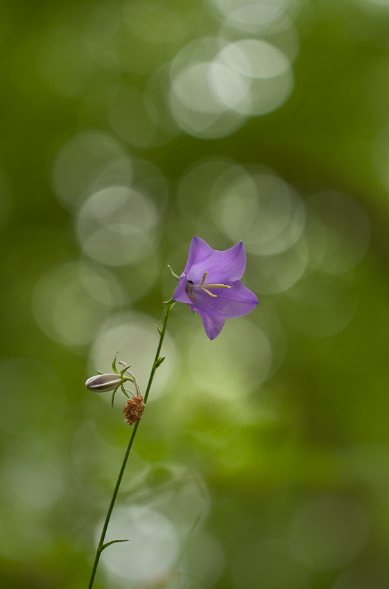 Lady in Violett