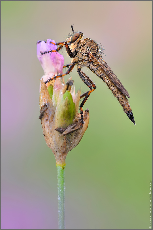 ~ Burschen-Raubfliege (Tolmerus cingulatus) ~