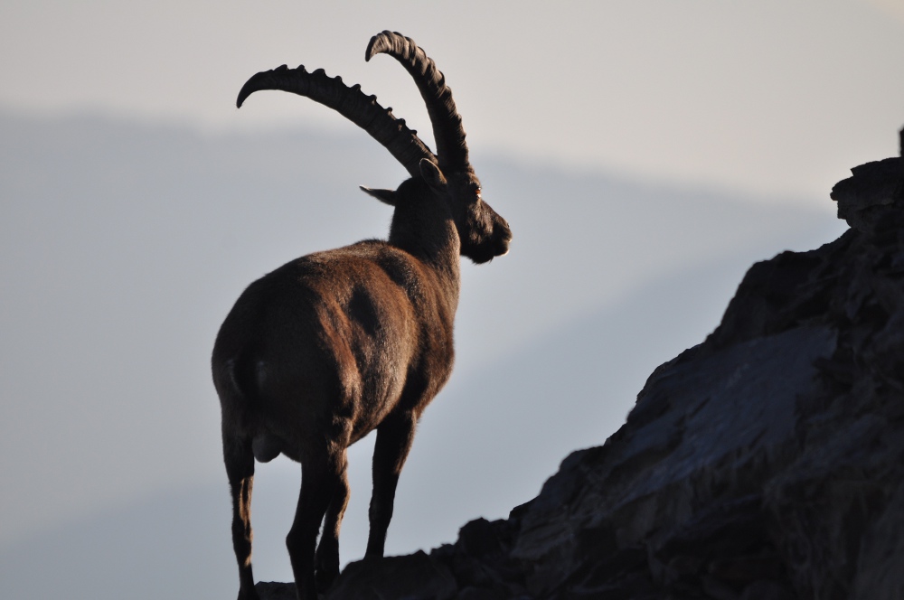 Steinbock im Sonnenaufgang