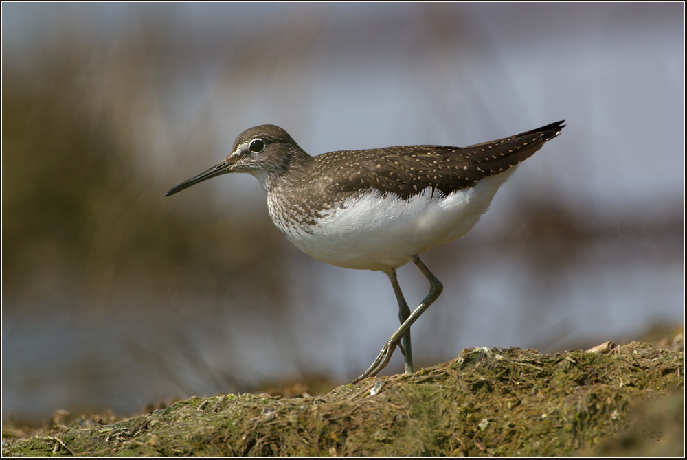 „Waldwasserläufer“