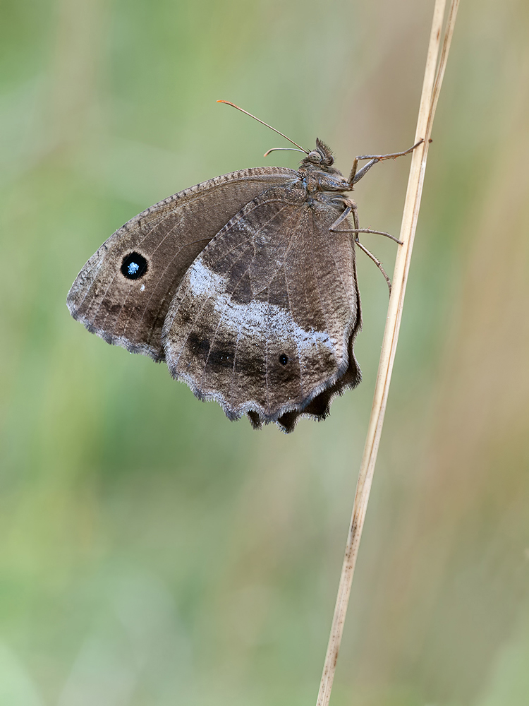 Blauäugiger Waldportier..