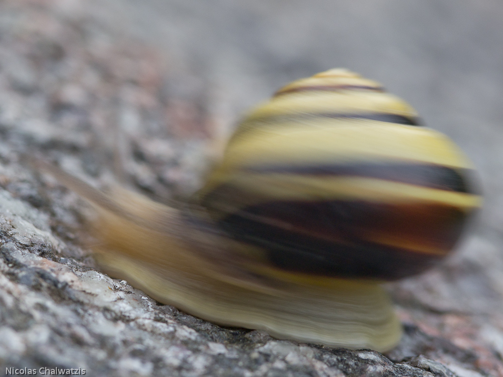 Schnelle Schnirkelschnecke ;-)