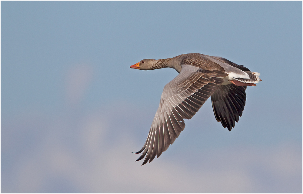 Gans im Flug