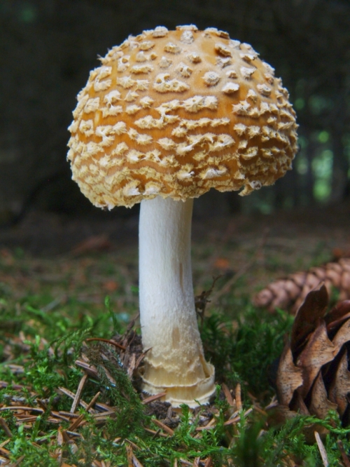 Amanita regalis