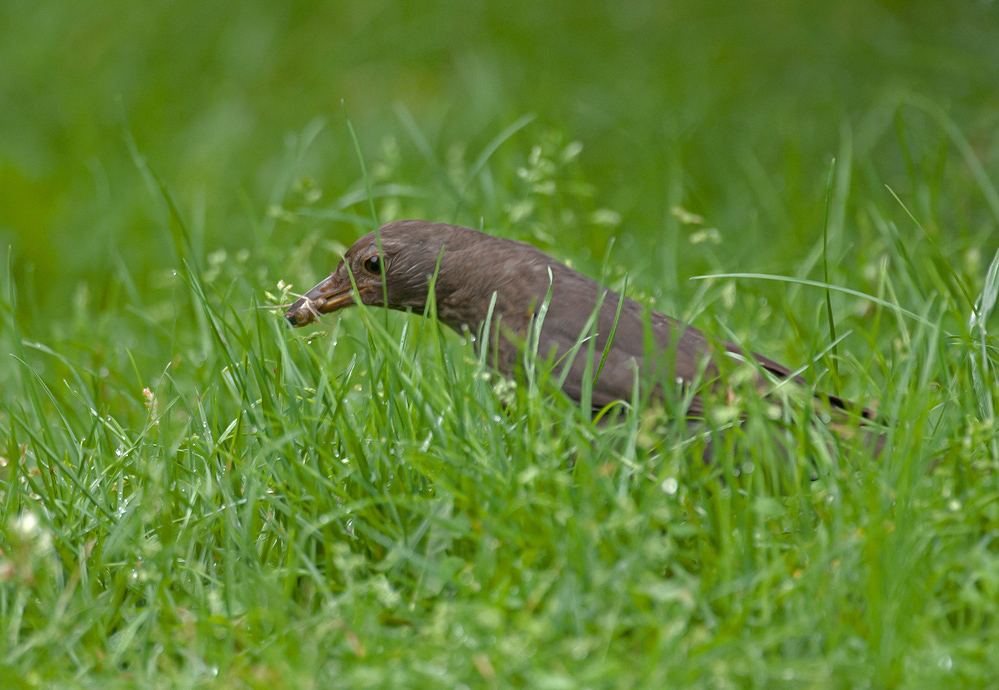 Dies ist die Frau von Charly Amsel...