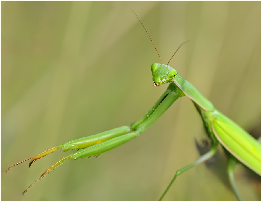 *Mantis_2*