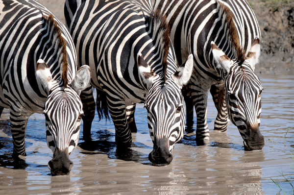 zebra-trio