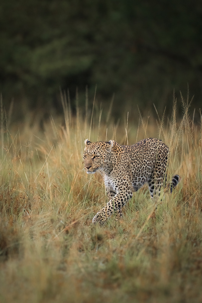 Leopard im Morgengrauen