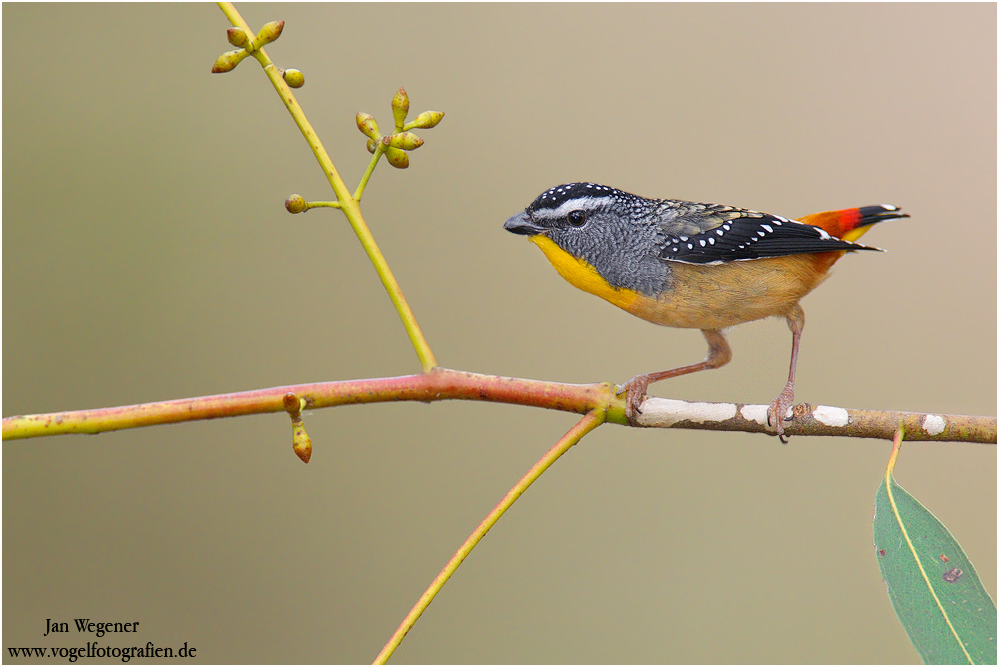 Fleckenpanthervogel (Pardalotus punctatus) Spotted Pardalote