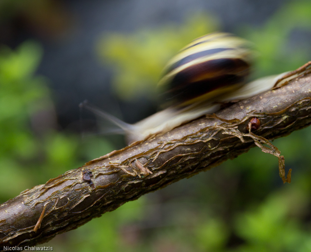 Rennschnecke II