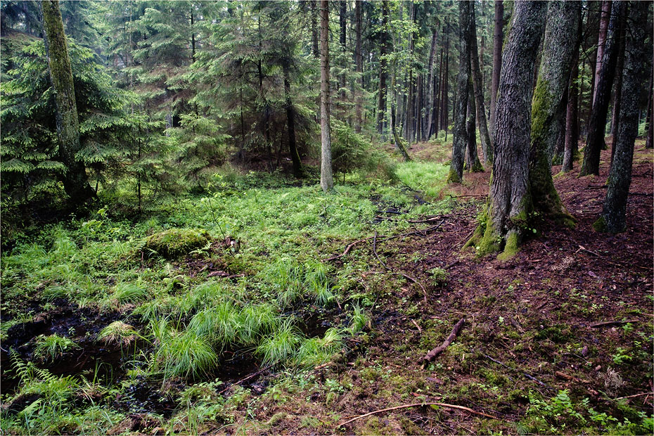 Nichts  -  nur ein Waldbild