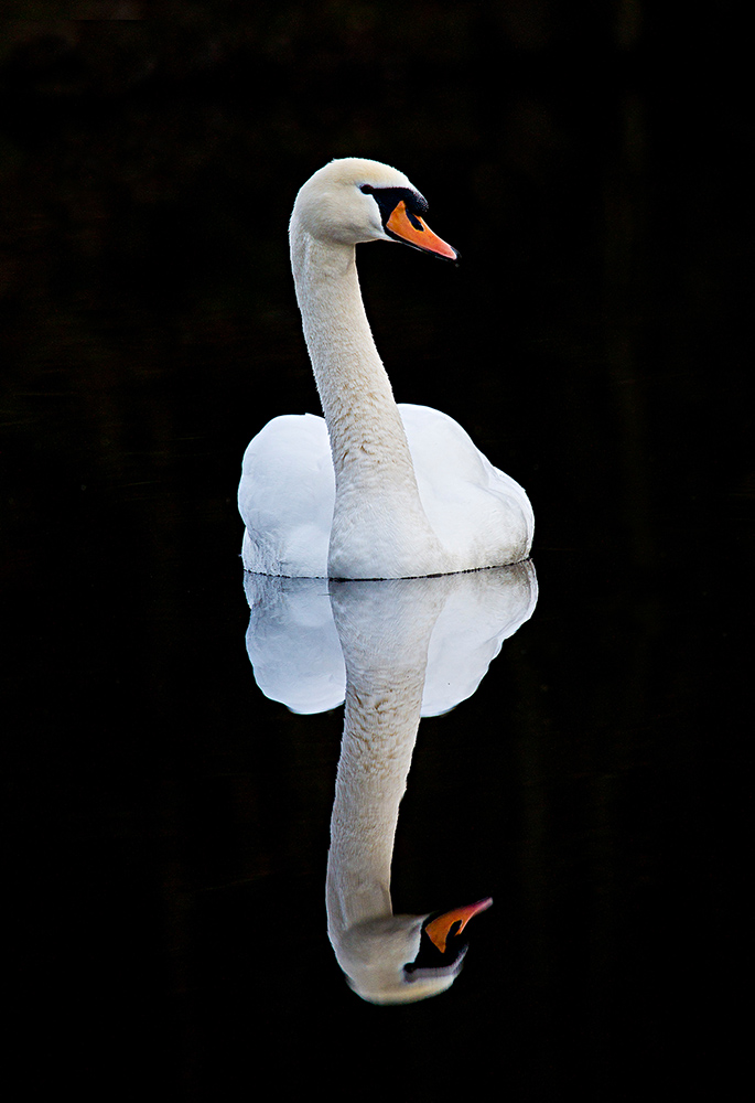 Schwan im Spiegel der Natur