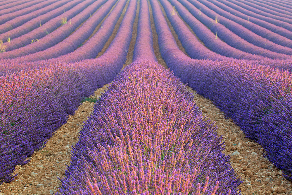 Lavendelblüte in der Provence