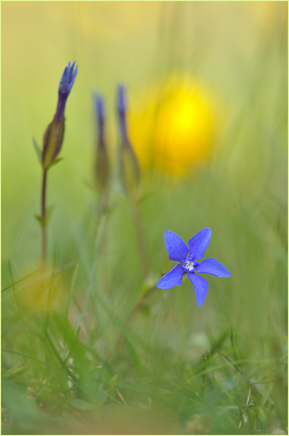 Blau, blau, blau ...