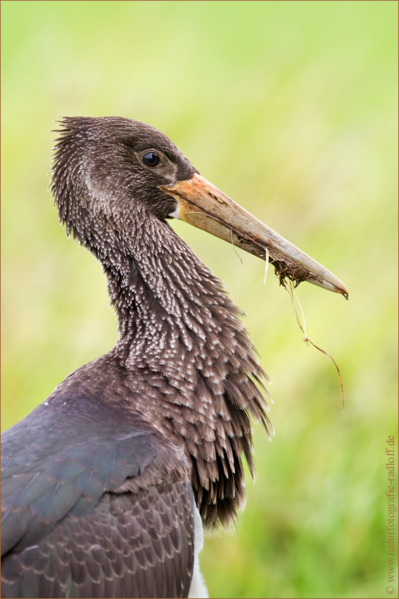 ~Blacky-Portrait~