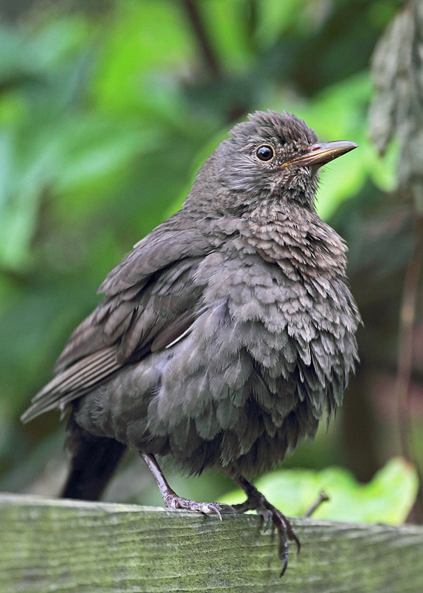 Die tüchtige Frau von Charly Amsel...