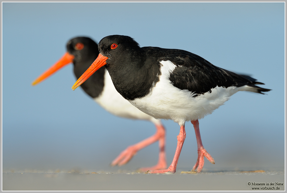 Austernfischer (Haematopus ostralegus) im Doppelpack