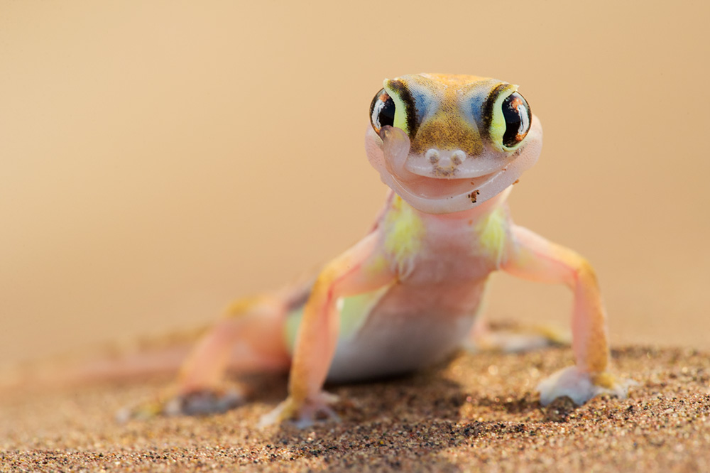 namib-sand-gecko-leopard-gecko-gecko-pet-care