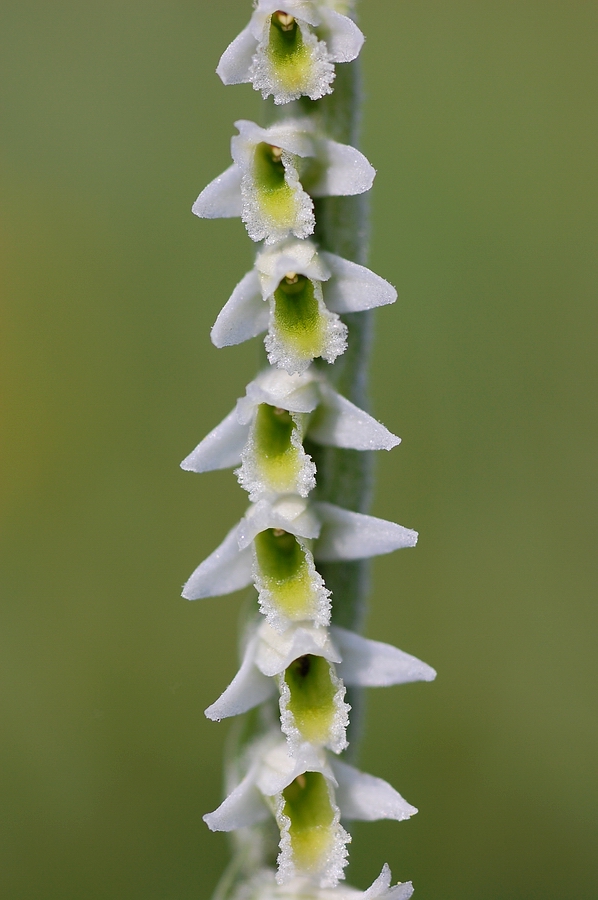 Herbst-Drehwurz (Spiranthes spiralis)