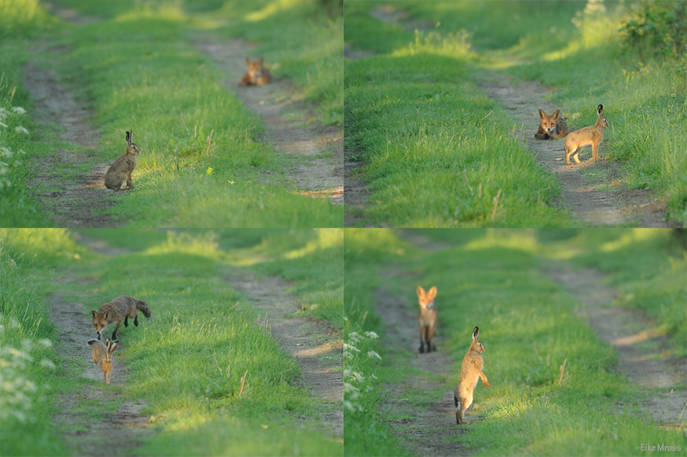 Morgentliches Treffen auf dem Waldweg