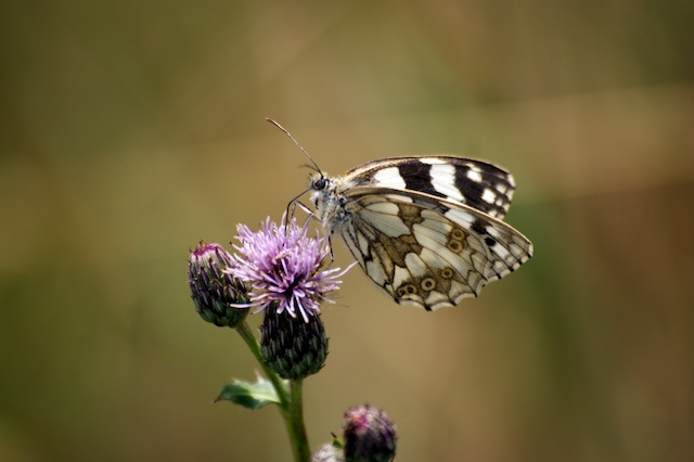 Schachbrett Schmetterling