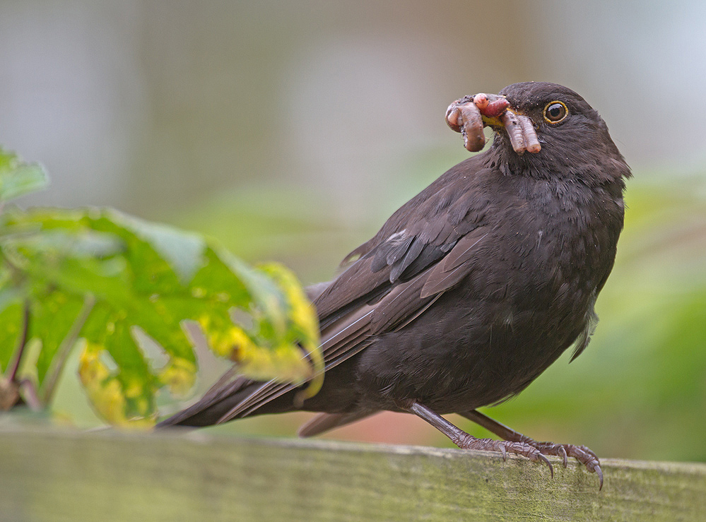 Die Frau von Charly Amsel...