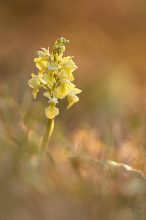 Orchis pallens