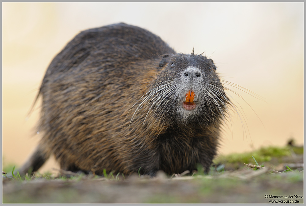 Nutria (Myocastor coypus)