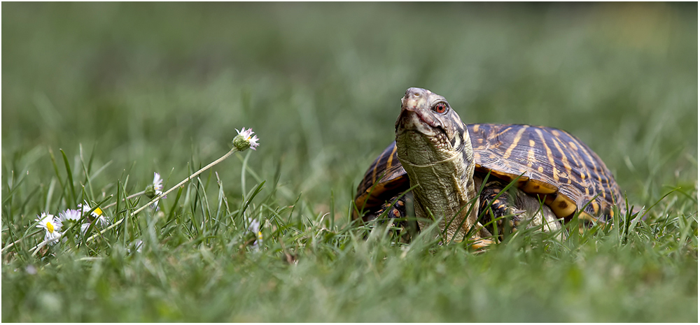 Dosenschildkröte