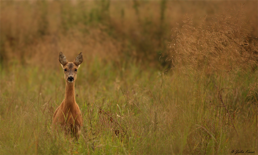 Safari-Abend