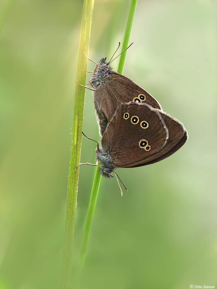 Brauner Waldvogel in trauter