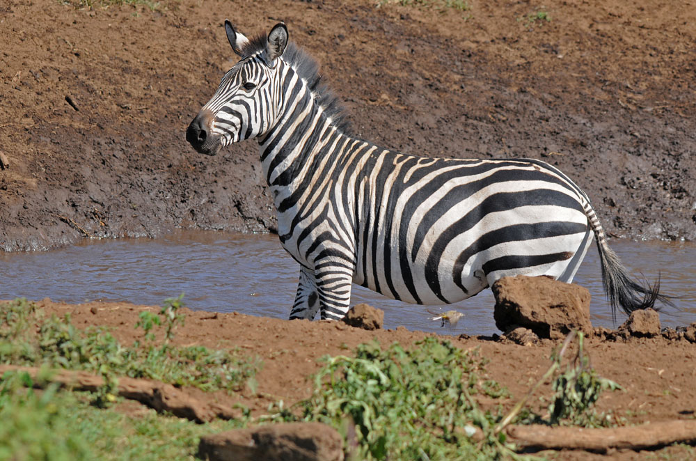 zebra