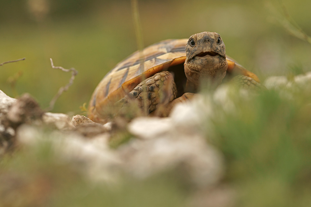 Maurische Landschildkröte