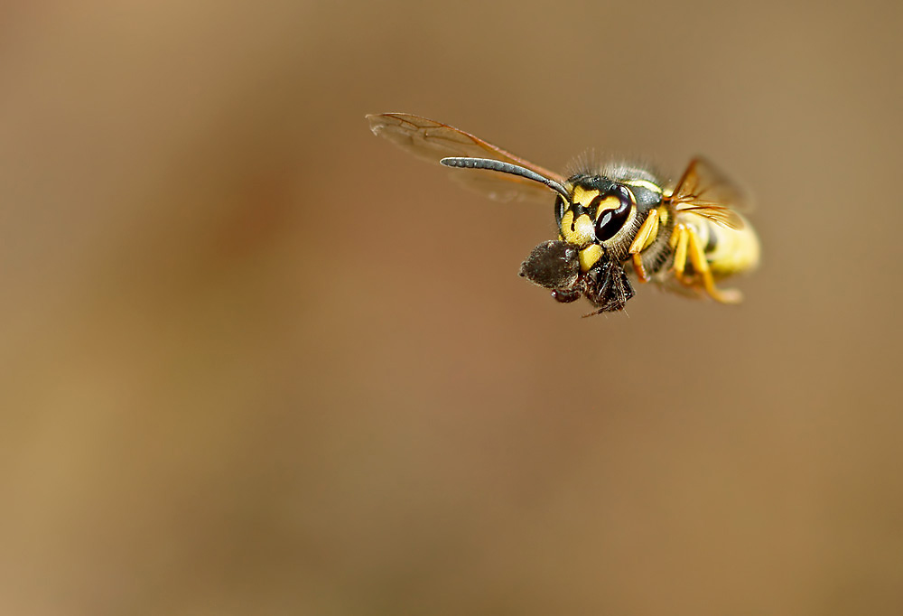 Wespe mit erbeuteter Spinne