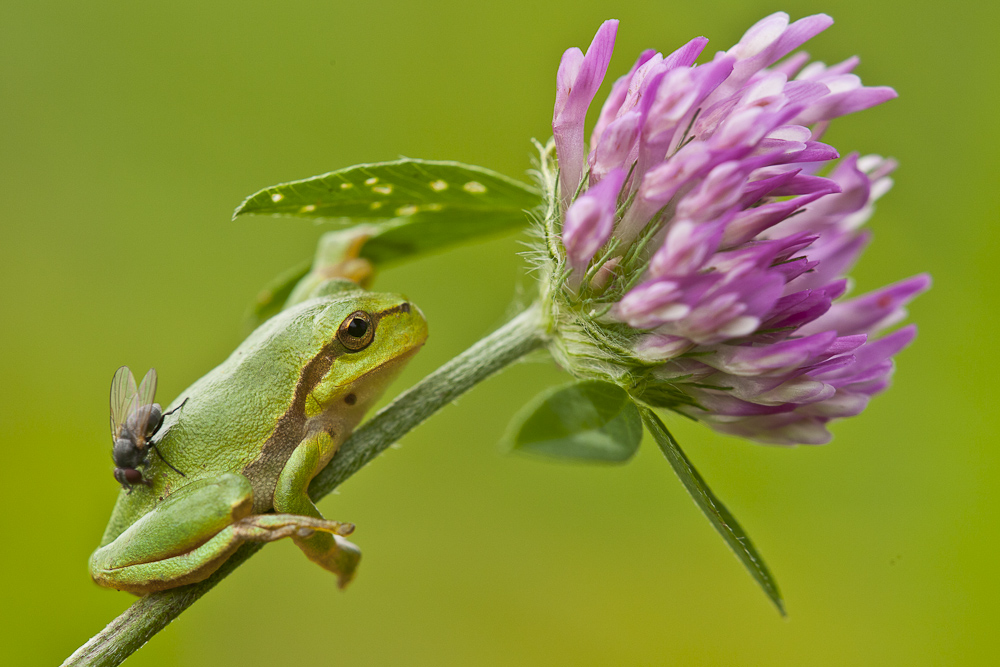 Laubfrosch mit Fliege