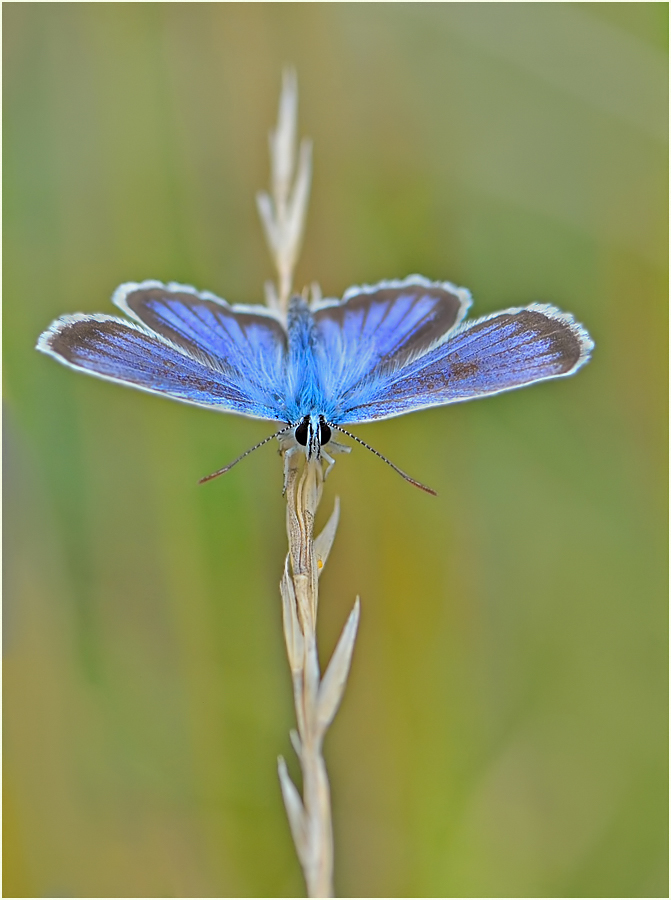 *Plebejus argus*