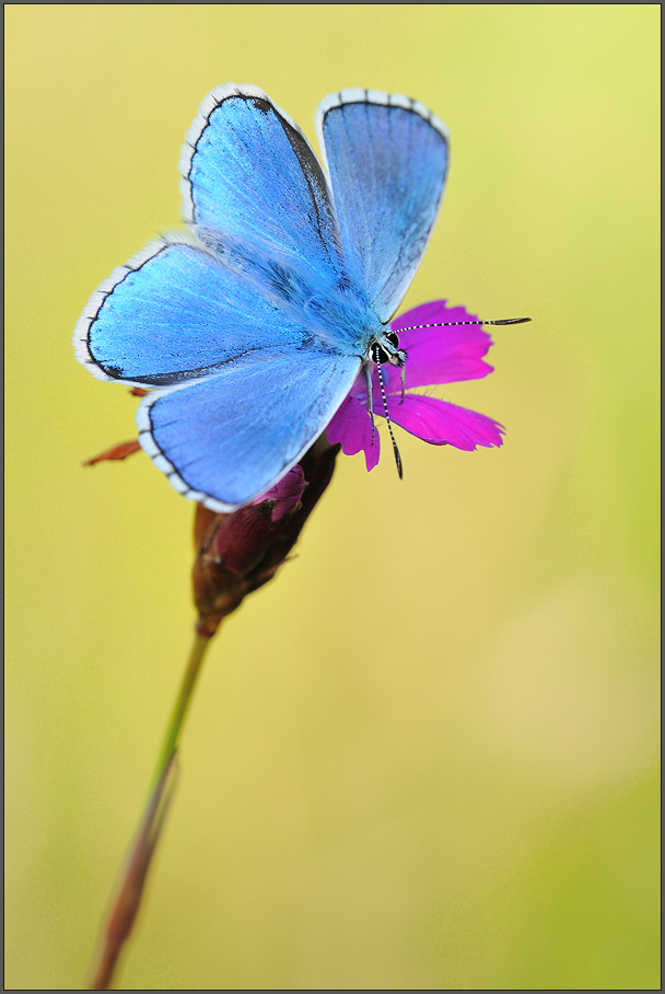 Himmelblau.....