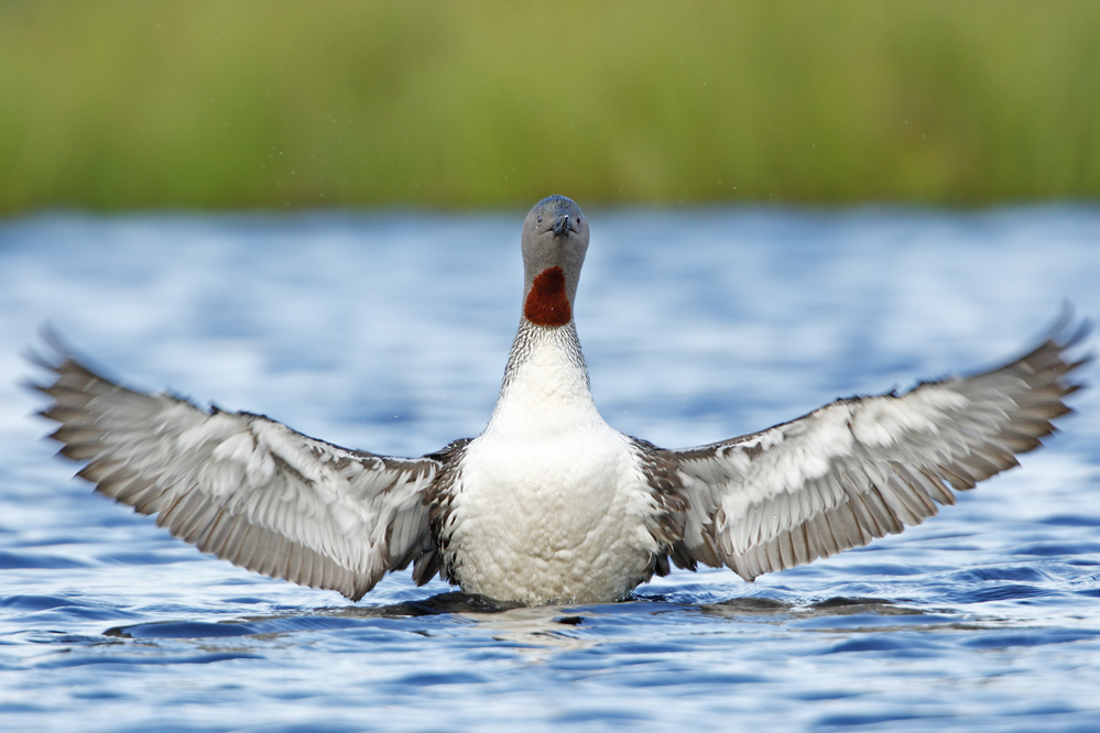 Sterntaucher in Reichsadlerstellung