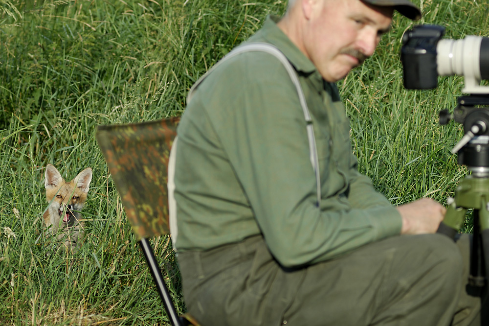 der lachende Fuchs