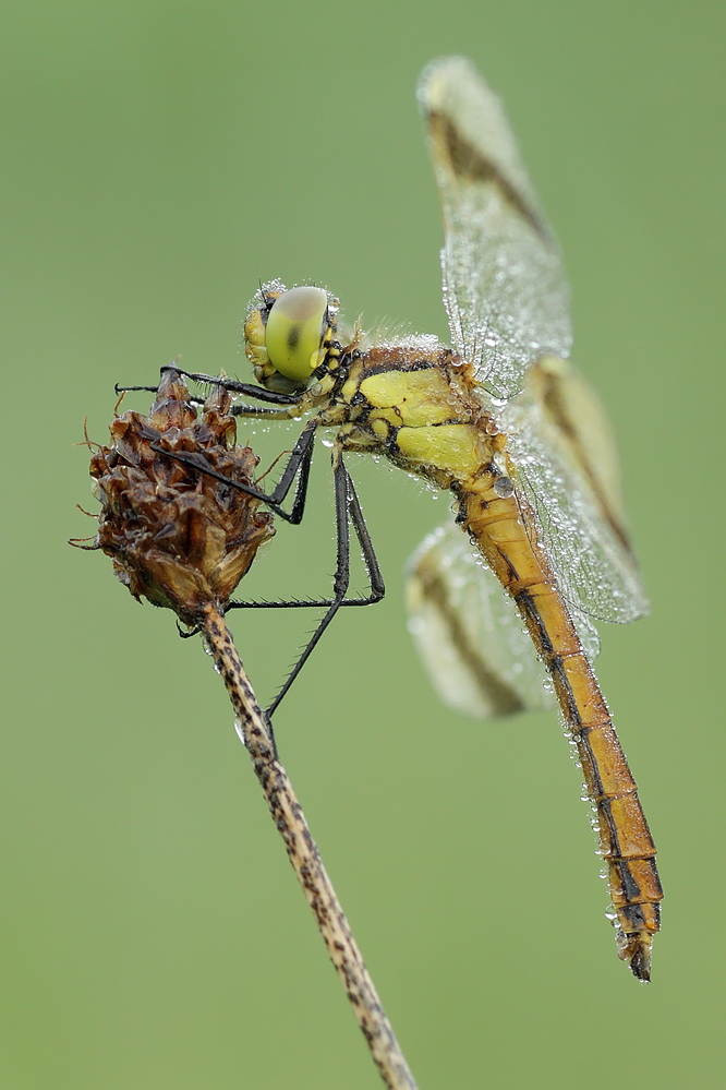 Sympetrum pedemontanum – Gebänderte Heidelibelle