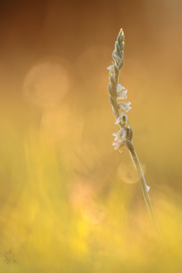 Spiranthes spiralis