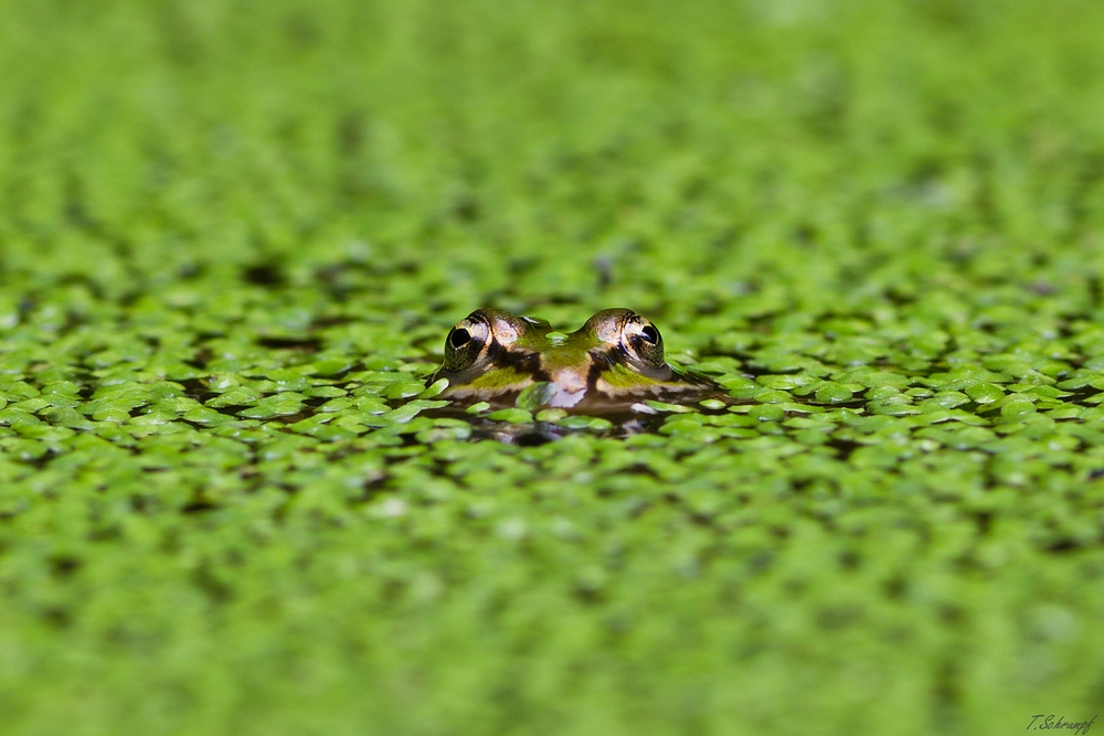 Froschblick