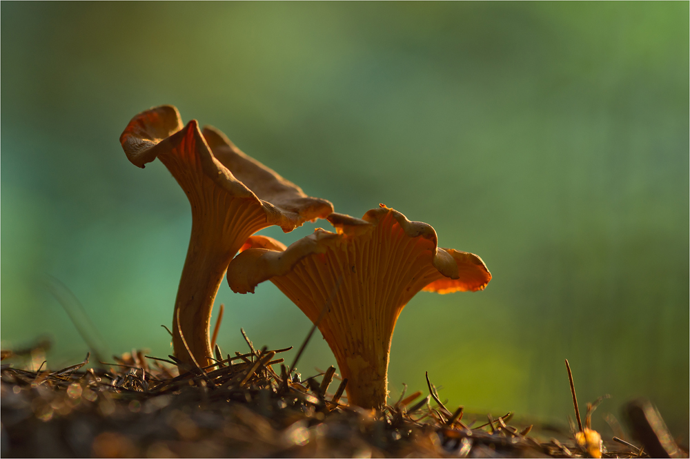 Pfifferlinge im Licht