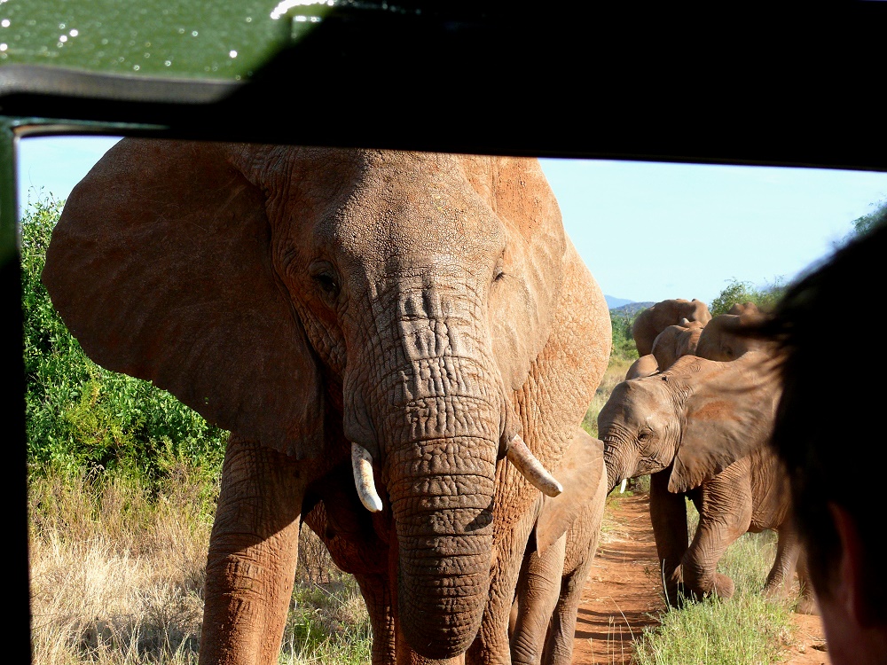  - image::Sigurd_Treske_samburu_kenya_elefanten_afrika