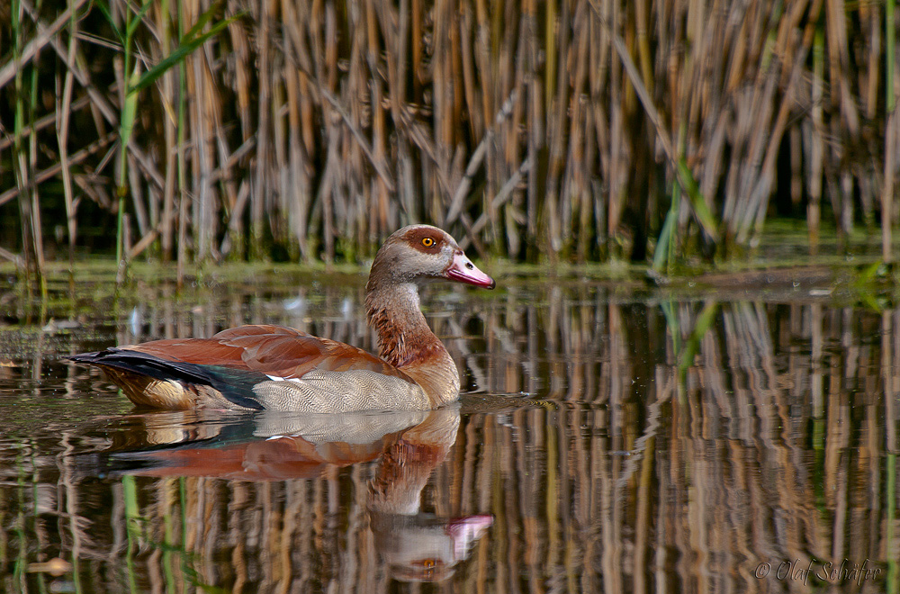 Nilgans in einem Altarm der Werra