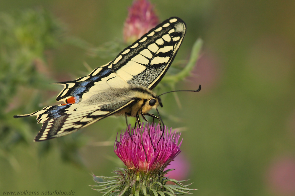 Schwalbenschwanz (Papilio machaon)